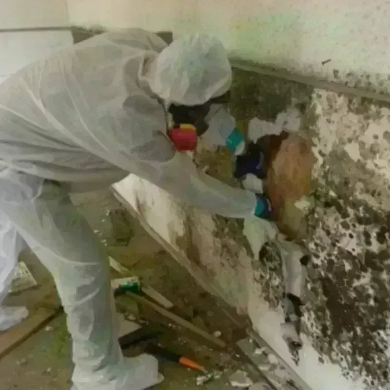 Mold Remediation and Removal in Macedonia, OH